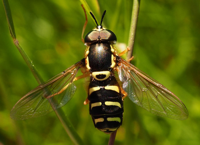 Späte Wespenschwebfliege, Chrysotoxum festivum
